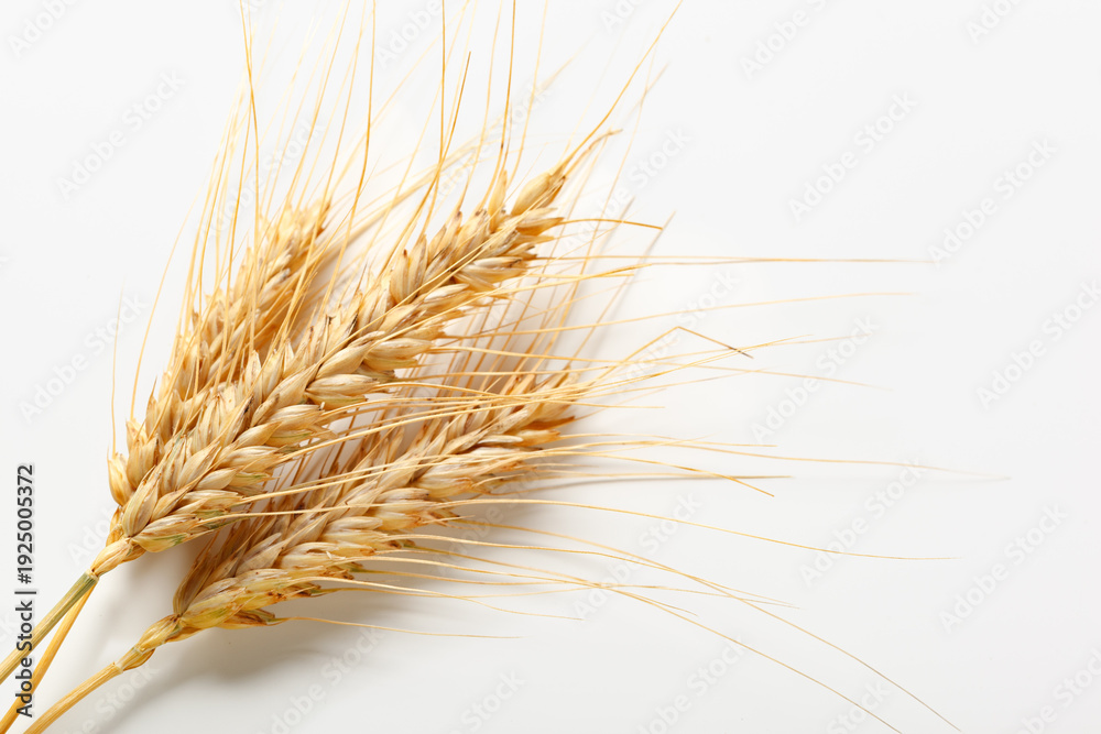 Fototapeta premium Wheat stalks arranged neatly on a white background for display and study purposes
