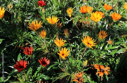 Wallpaper Mural Group of blooming orange and yellow Gazania. It's a flower native form South Africa of the Daisy family  Torontodigital.ca