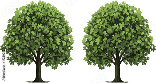 Set of green maple trees with lush foliage, summer garden plant vector, deciduous tree illustrations for landscaping, nature and environment design