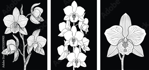 Orchid Flower Hand Drawn Vector Illustration Set with Black Background and Detailed Bloom