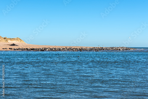 Colony of Grey Seals resting on the Newburgh Seal Beach at Ythan Estuary, Newburgh, Aberdeenshire, Scotland, UK. Selective focus. Concrete bunker from World War II.