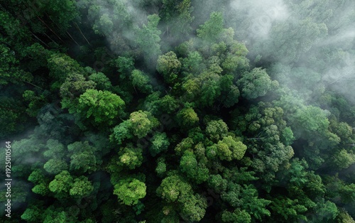 Aerial view of a lush green forest, partially obscured by low-lying mist and fog