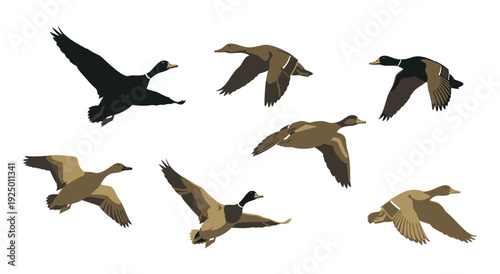 Set of flying wild ducks and geese isolated on white background