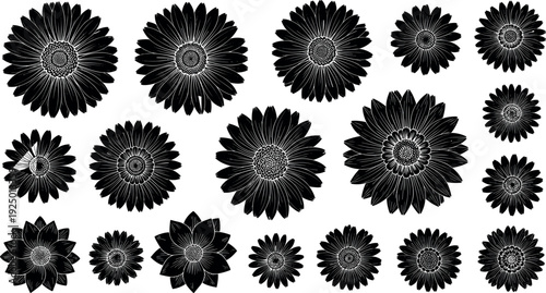 Black flower head silhouette set with various daisy sunflower and gerbera blossoms for botanical nature spring garden and floral designs
