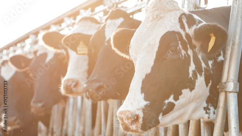 Εκτύπωση καμβά Cows stand in a barn while sunlight shines on their faces in the early morning
