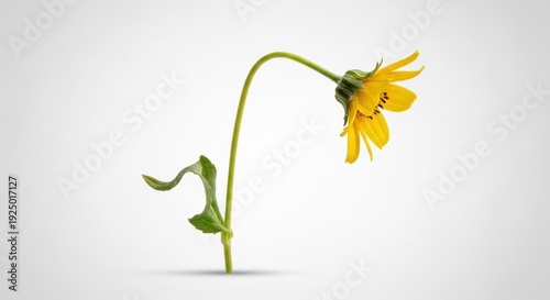 A wilting yellow flower with drooping petals and a curved green stem against a gray background