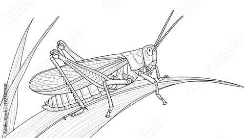 Detailed black and white line drawing of a grasshopper sitting on a blade of grass, perfect for a nature coloring book.