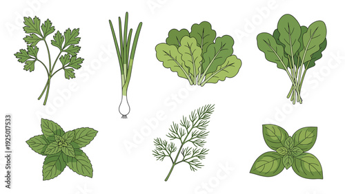 Comprehensive collection of various fresh green culinary herbs including parsley, green onions, lettuce, spinach, mint, and basil.