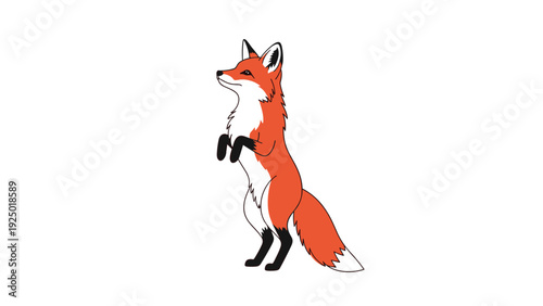 Alert red fox standing on its hind legs with black paws and a white chest isolated on a plain white background.