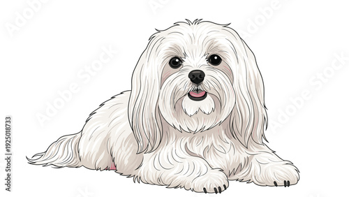 Fluffy white dog with long silky fur and dark expressive eyes laying down in a calm pose against a white background.