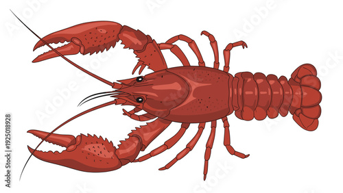 Detailed illustration of a red lobster or crayfish viewed from above showing its claws, legs, and segmented tail on white.