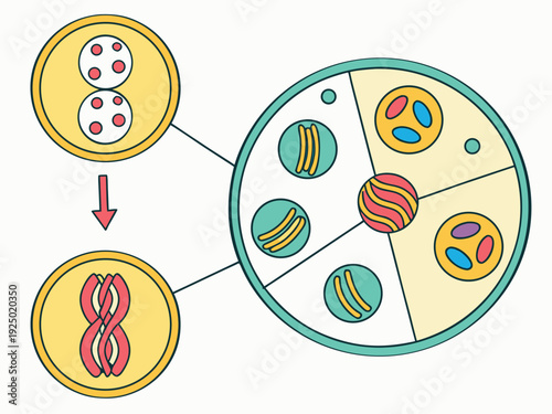Cell division mitosis process infographic, circular step-by-step layout, modern flat vector, bright academic colors, minimal style.