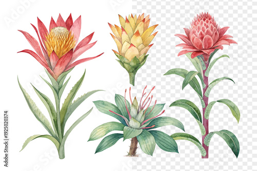 Watercolor Bromeliad Flower, Vibrant Tropical Floral Vector Isolated on White