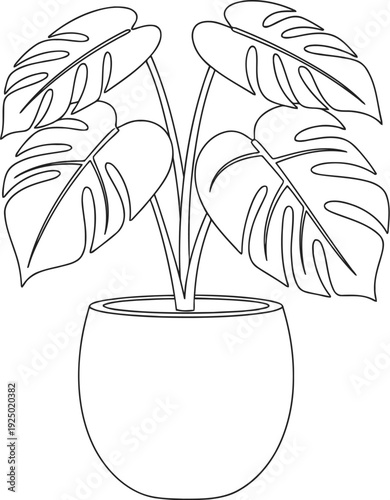 Monstera deliciosa houseplant line drawing in a simple pot