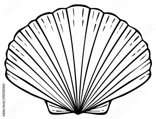 Detailed Black and White Scallop Shell Line Art Ocean Marine Mollusk Seashell Illustration