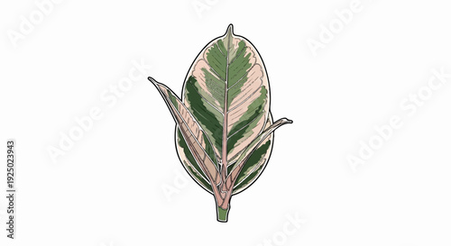 A stylized, illustrated variegated leaf with green and pink hues