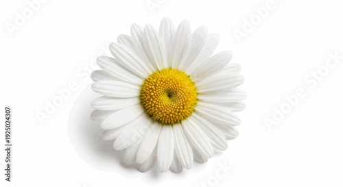 A single white daisy with a yellow center casts a shadow on a white background