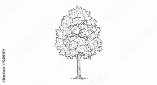 A single deciduous tree with a full canopy of leaves drawn in black ink