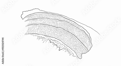 Black and white line drawing of segmented texture