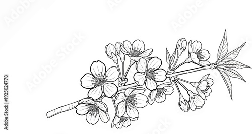Delicate line art depicts a branch laden with blooming cherry blossoms and buds