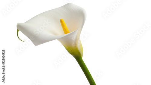 Isolated Calla Lily elegance, bloom with grace, white flower with yellow spadix in a pristine view