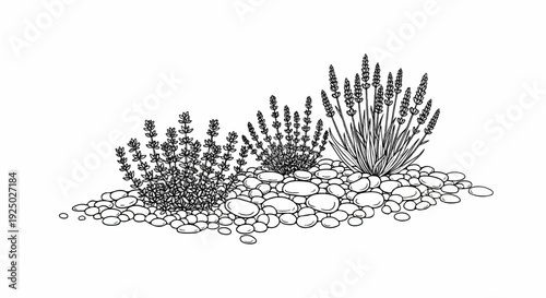 Delicate line drawing of three lavender plants nestled amongst smooth pebbles