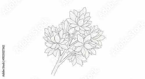 Detailed line art drawing of a flowering plant with multiple blooms