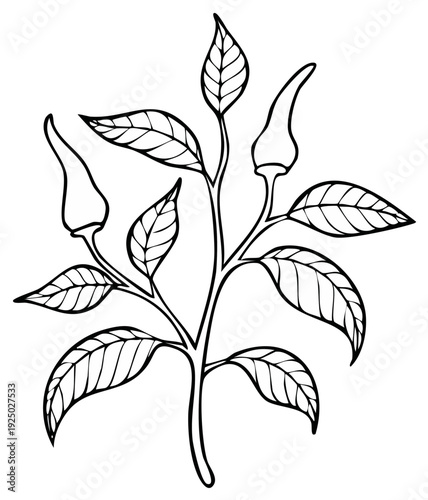 Chili pepper plant with leaves and immature fruits line art drawing
