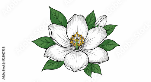 Detailed illustration of a white flower with green leaves and a bud