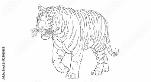 Sketch of a tiger walking with its mouth slightly open