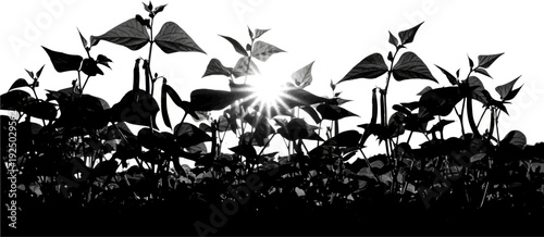 Silhouetted bean plants with sunburst effect against bright sky
