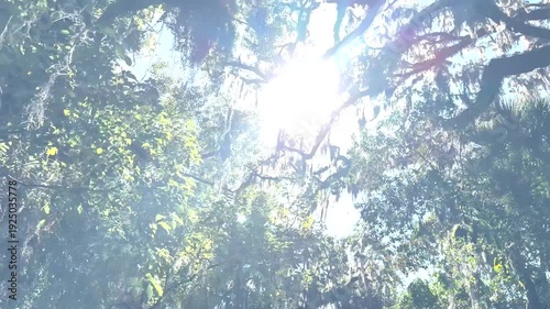 Sunlight shines through Spanish moss hanging from oak trees in a lush subtropical forest canopy on a clear blue day.