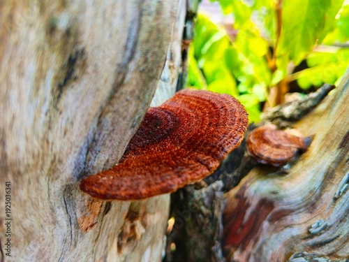 Tablou pe pânză A close-up of a reddish-brown bracket fungus growing on a weathered tree trunk, highlighted by natural light and soft green foliage in the background
