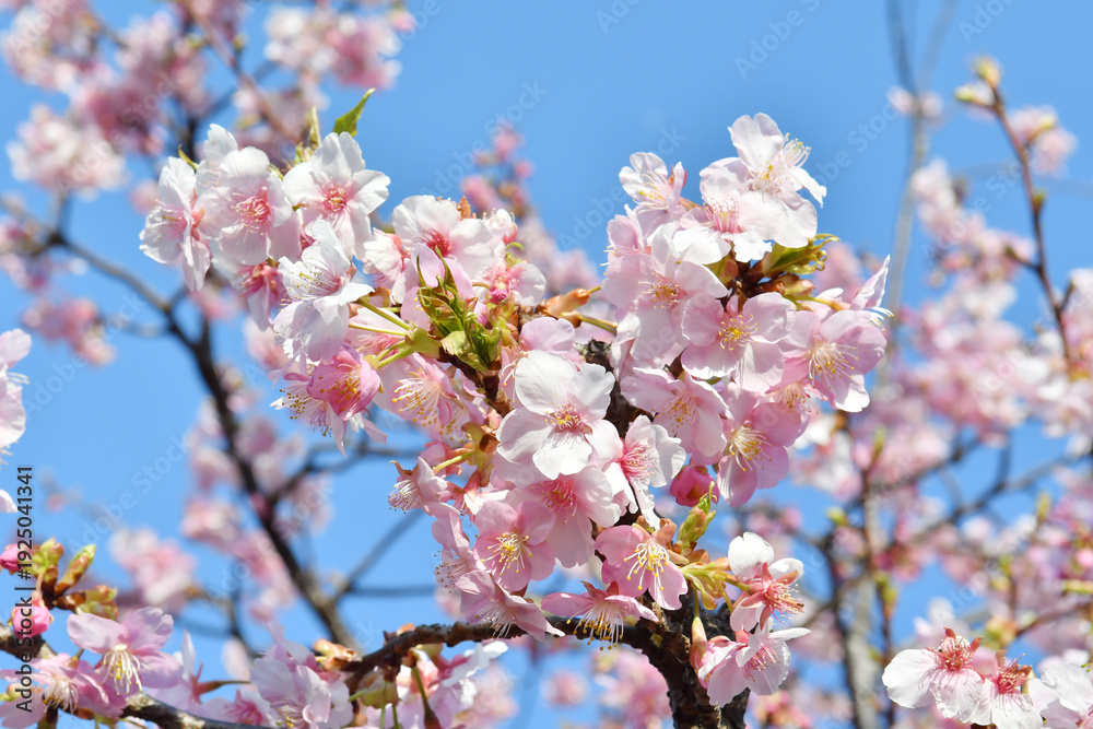 Obraz premium ピンク色の花 河津桜