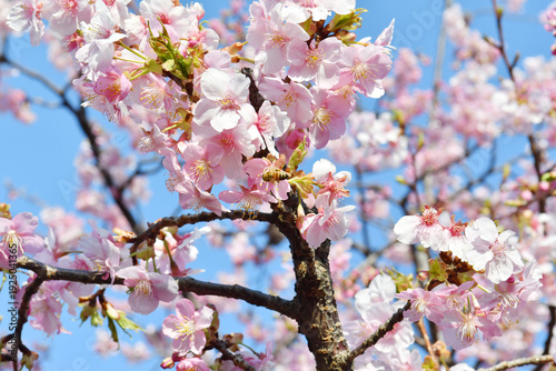早咲きの桜　河津桜