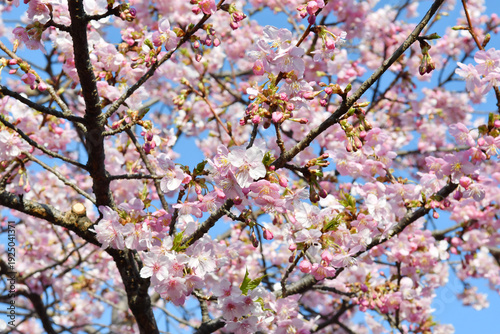 早咲きの桜