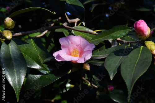 ピンク色の椿
