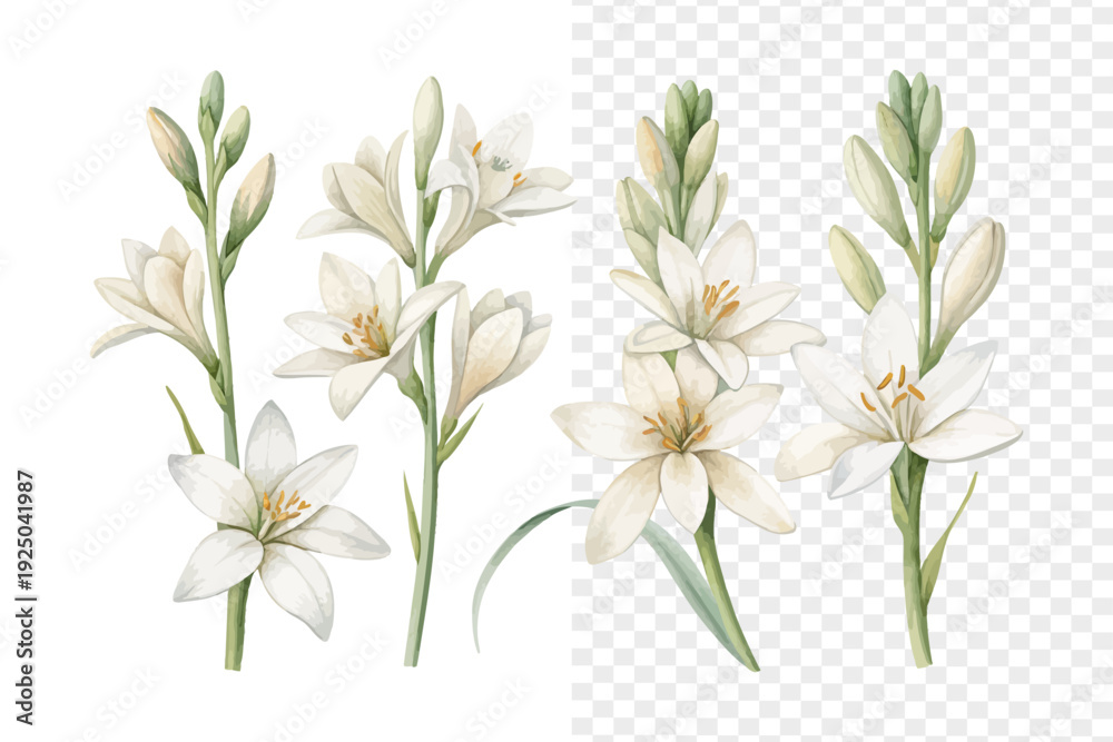 Ταπετσαρία set of Watercolor Tuberose Flower Illustration, Elegant White Floral Art, vector