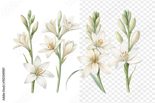 set of Watercolor Tuberose Flower Illustration, Elegant White Floral Art, vector isolated on white background