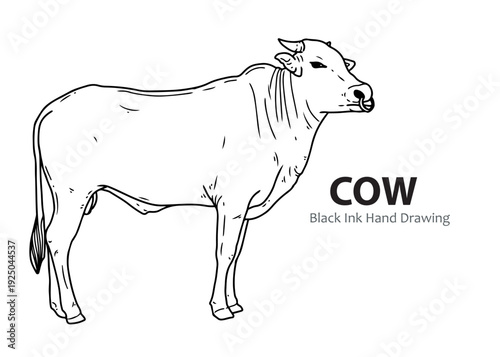 A detailed black ink hand drawing of a cow standing in profile, showcasing its muscular build and horns.
