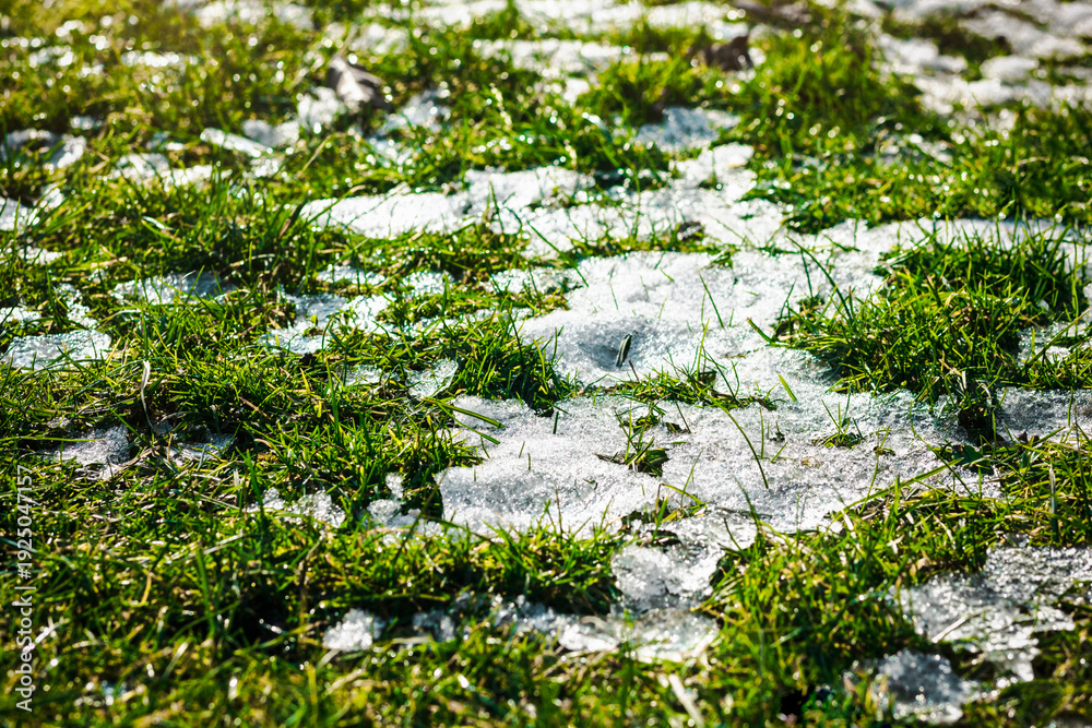 Fototapeta premium Spring Coming Background. Melting Snow on Green Grass. Change of Seasons. Nature Awakening. 