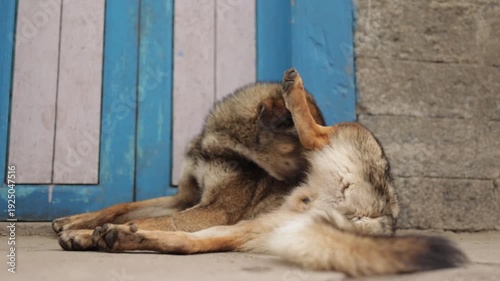 nepalese street dog cleaning himself on the street of Lukla