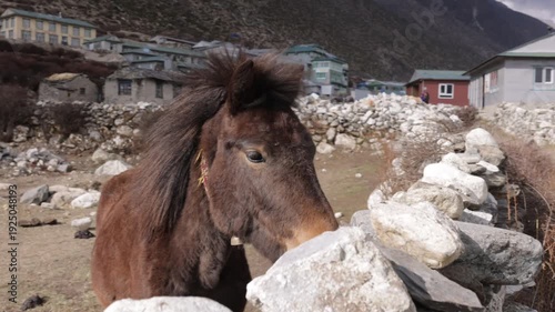 nepalese horse in the himalayas on the everest base camp trek