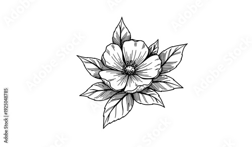 Hand drawn stylus botanical flower sketch vector illustration minimalist floral line art EPS10