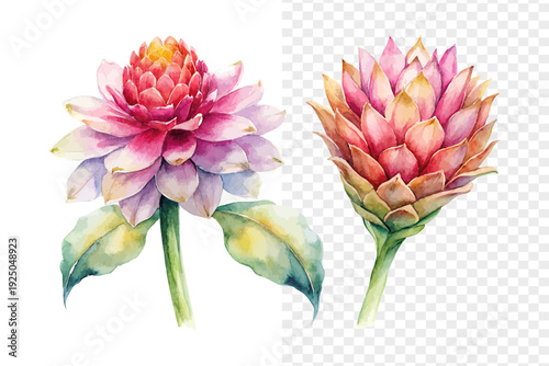 Watercolor Etlingera Elatior, Vibrant Tropical Floral Vector Isolated on White