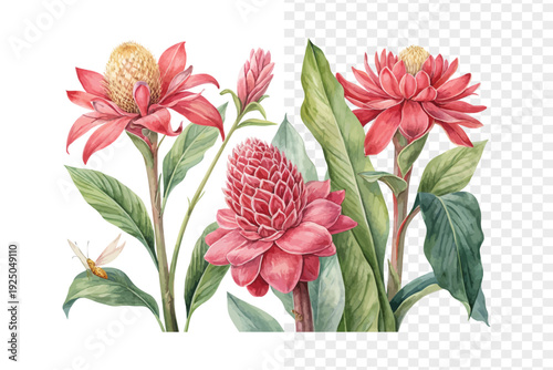Watercolor Etlingera Elatior, Vibrant Tropical Floral Vector Isolated on White