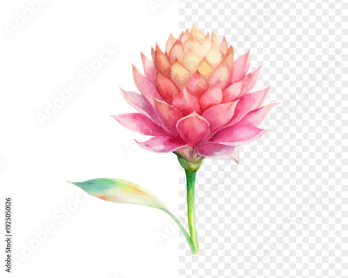 Watercolor Torch Ginger Flower Clipart, Exotic Floral Art, vector illustration isolated on white background