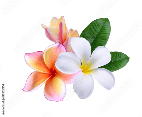 pink white  peach color Plumeria, frangipani flowers isolated on  transparent.
