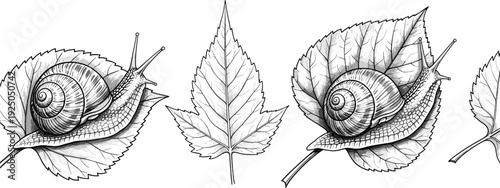Snail on leaf detailed black and white engraving style illustration isolated on white background nature vector artwork
