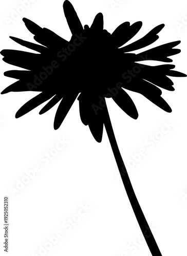 Vector isolated illustration of a daisy flower silhouette